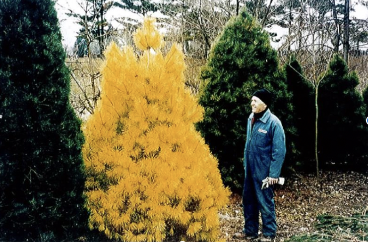 Jim Wolting pictured beside his original plant in the nursery (Photo credit: Jack Parker).